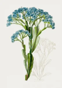 How to Grow Statice (Limonium / Sea Lavender)