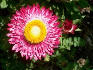 How to Grow Strawflowers (Xerochrysum)