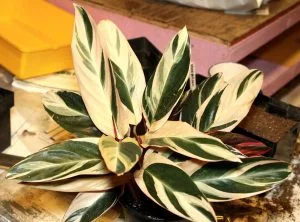 Stromanthe Triostar Care: Pink Prayer Plant Growing Guide