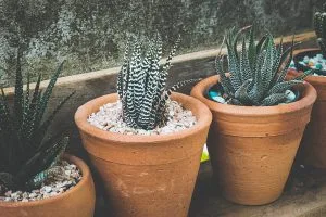 Succulent Care for Beginners: How to Keep Succulents Alive