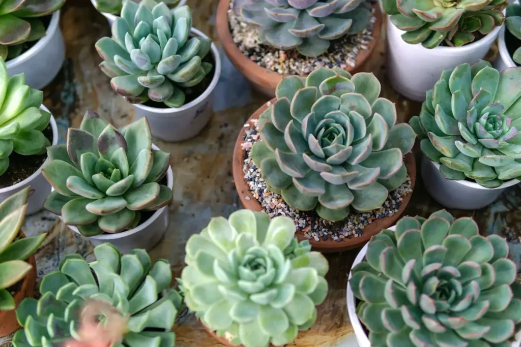 Succulents & Cacti — Gardening Guider