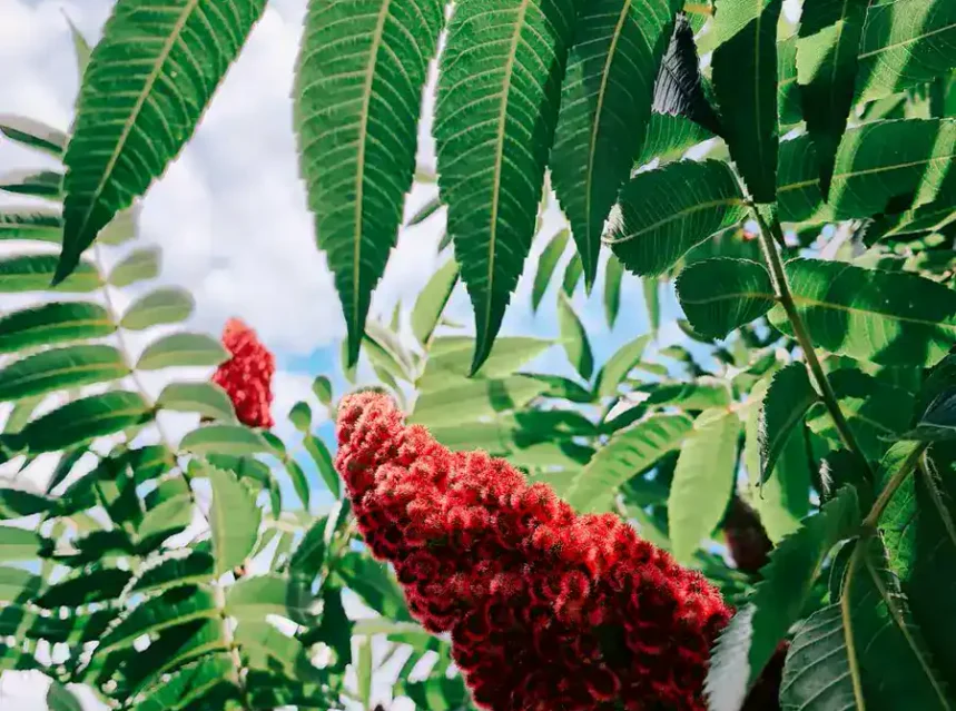 Upward view of a staghorn sumac with a fuzzy red berry cone among long toothed leaflets