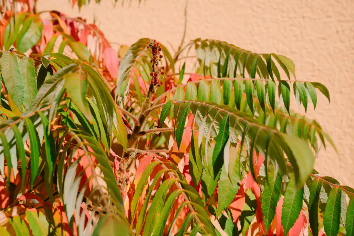 Sumac shrub foliage turning fiery red and orange in autumn