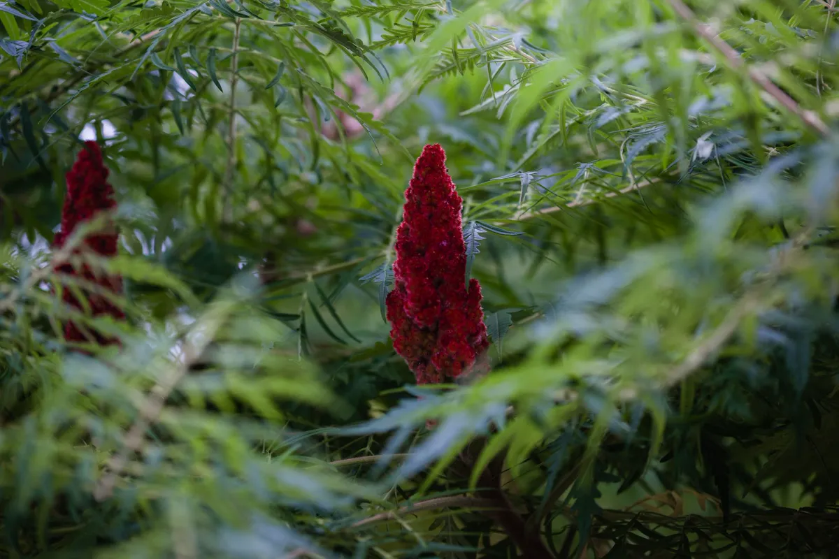 Ripe red sumac cone standing above feathery green sumac foliage