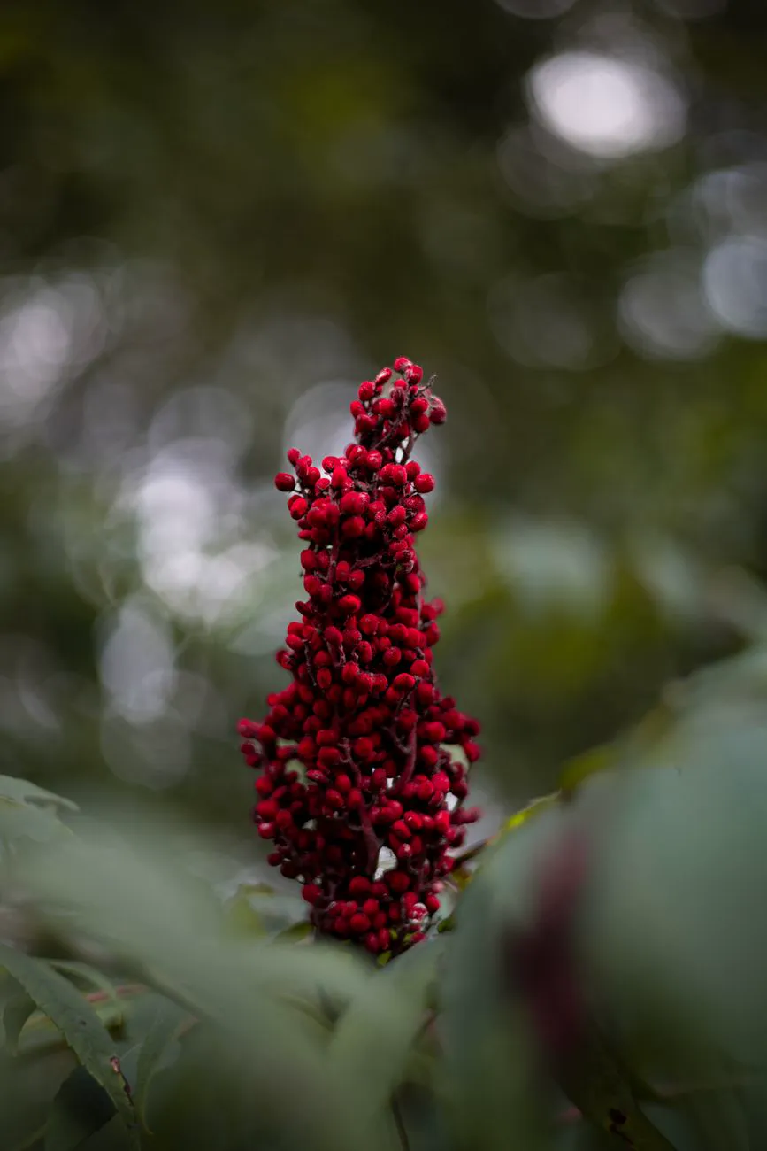 Upright deep-red sumac berry cone, the cluster dried for the spice