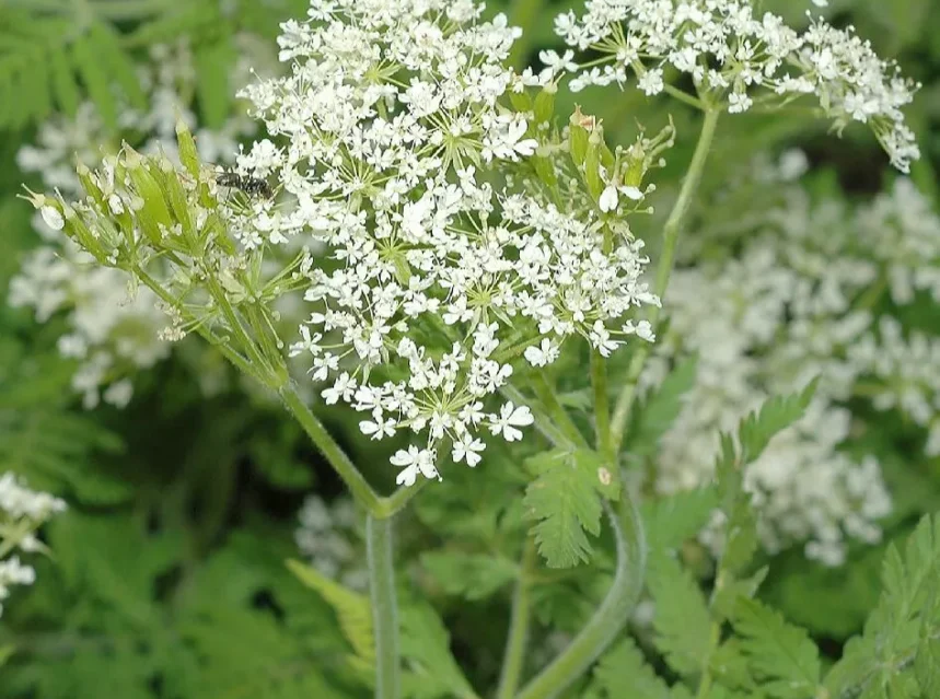 Sweet cicely