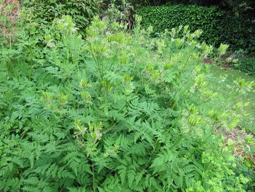 Sweet cicely plant.
