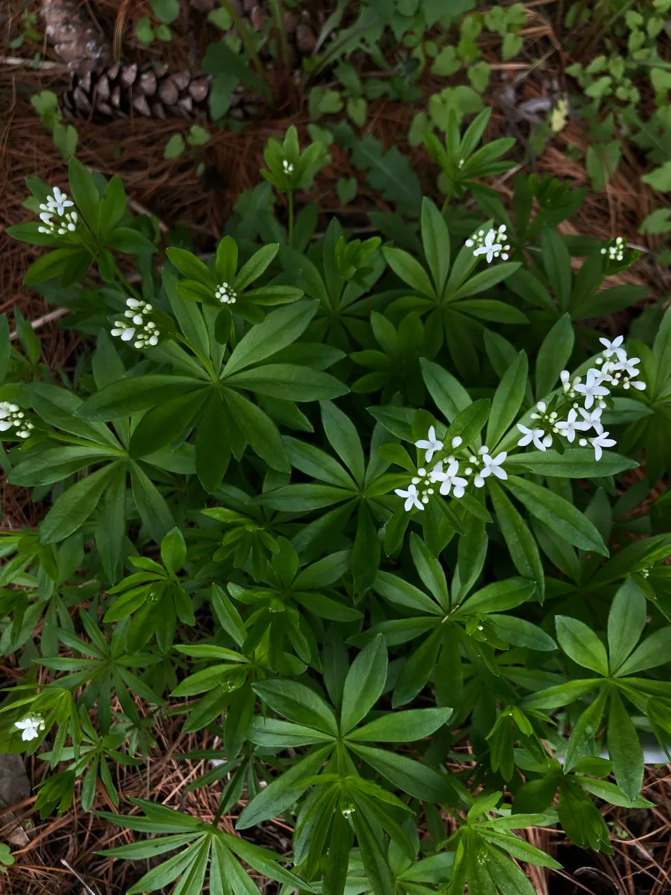 Sweet Woodruff blooming in a green forest setting.