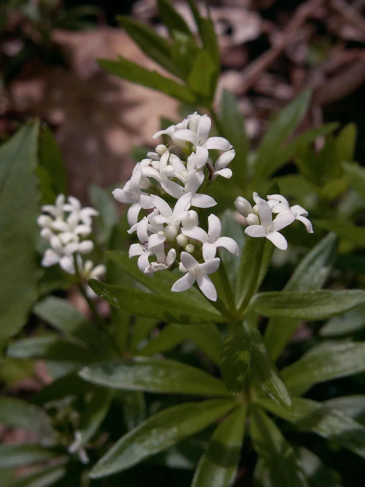 Sweet Woodruff — Galium odoratum, 04 29, Trillium Trail.