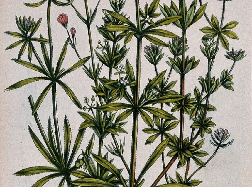 Sweet Woodruff
