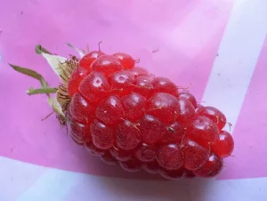 How to Grow Tayberry