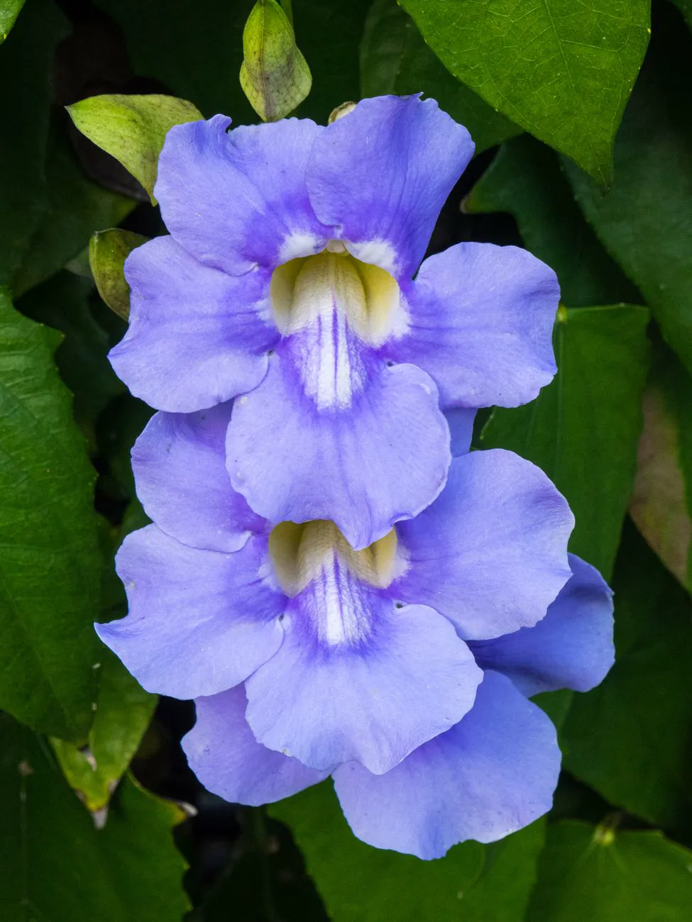 Detailed close-up of purple Thunbergia Laurifolia blossoms.
