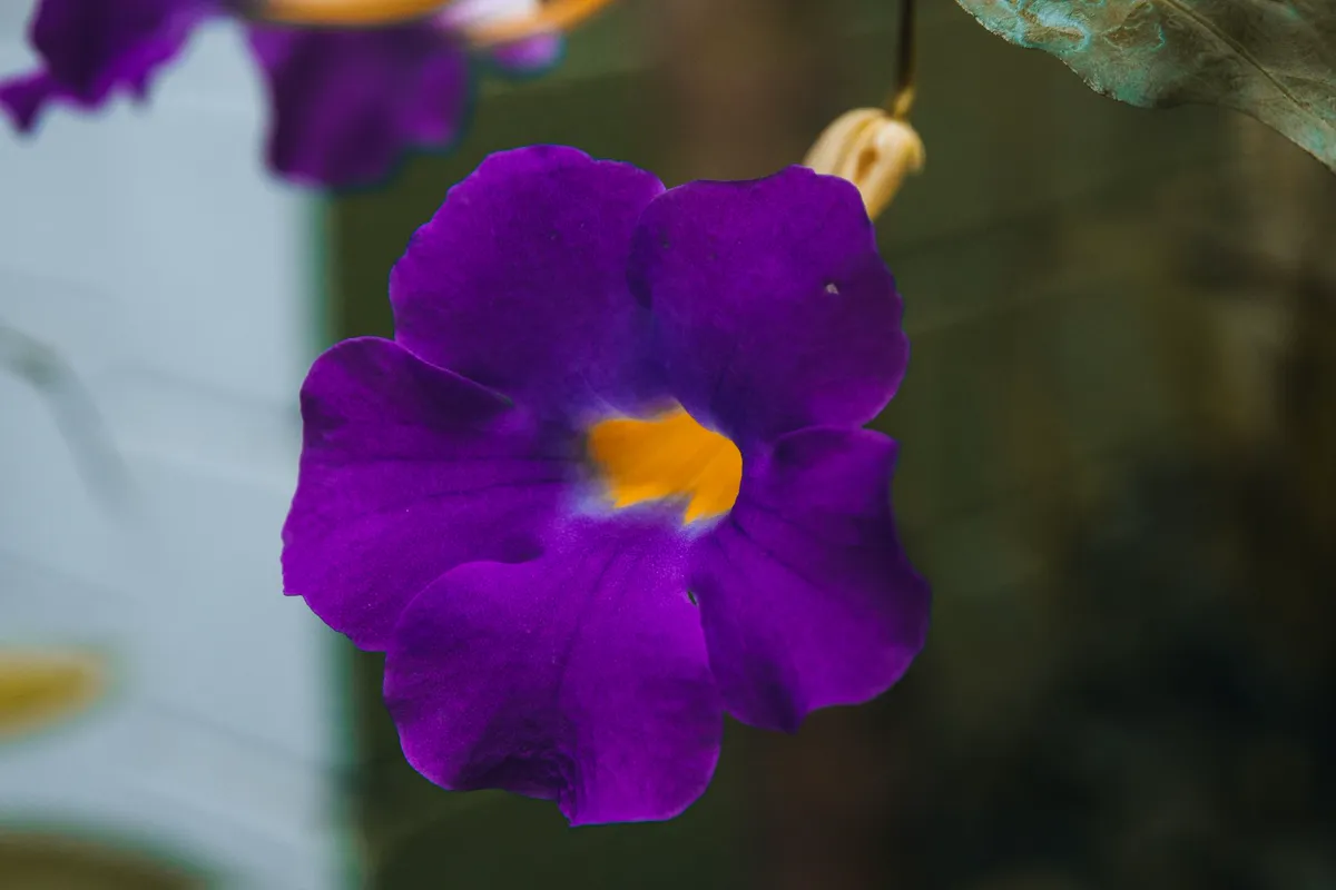 Detailed close-up of a bright purple Thunbergia flower with a yellow center.