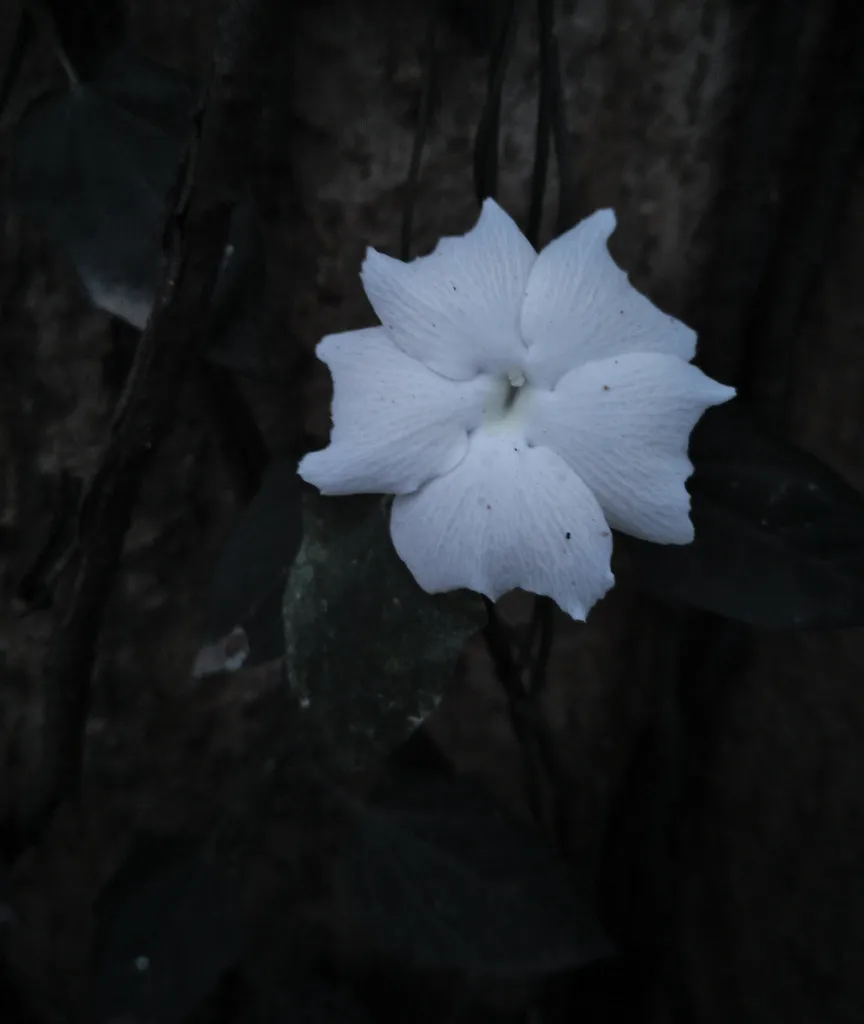Thunbergia Frangrans