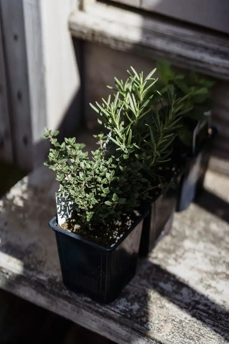 Pots of thyme, rosemary and mint ready for an indoor windowsill.