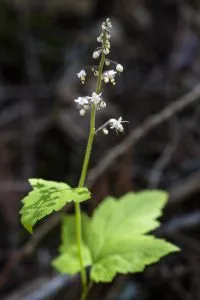 How to Grow Tiarella (Foamflower)