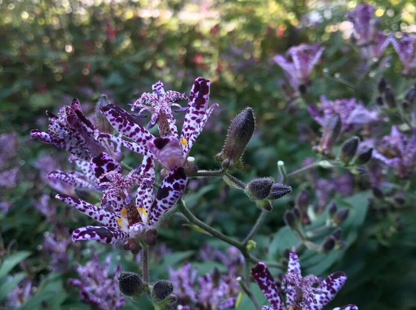 Spotted toad lily (tricyrtis) orchid-like flowers
