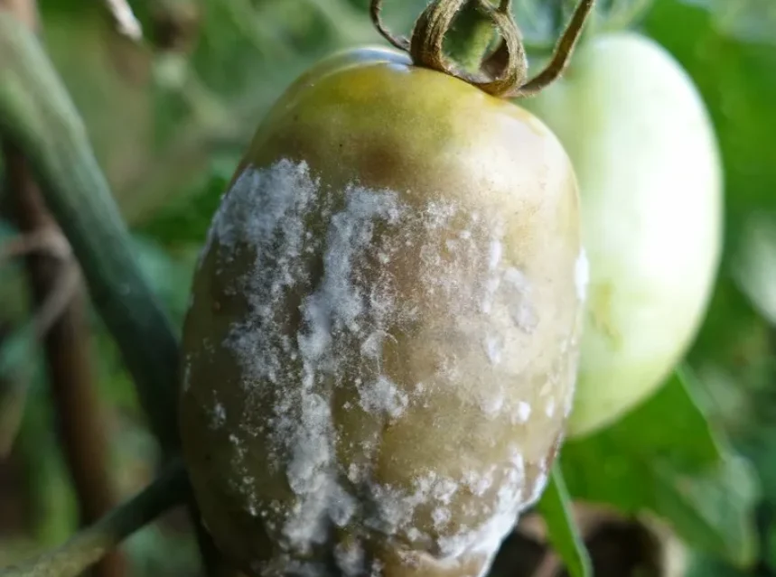 Tomato blight — green tomato on the vine covered in grey mould and sunken brown late blight rot