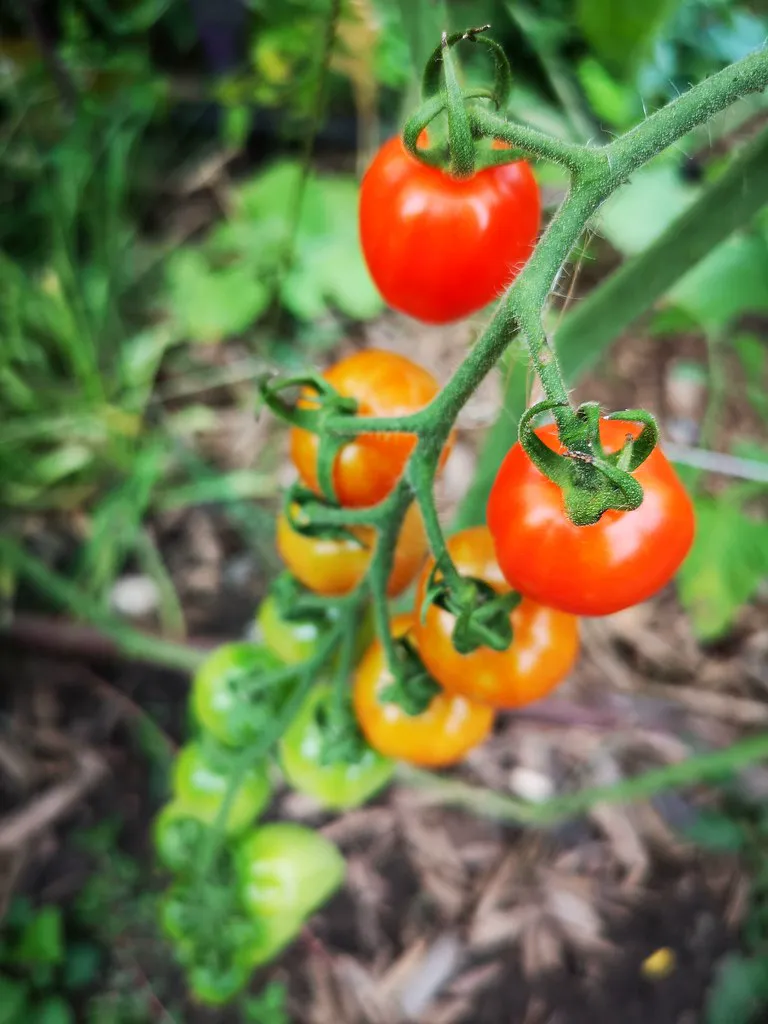 Healthy cherry tomato truss ripening from green to red