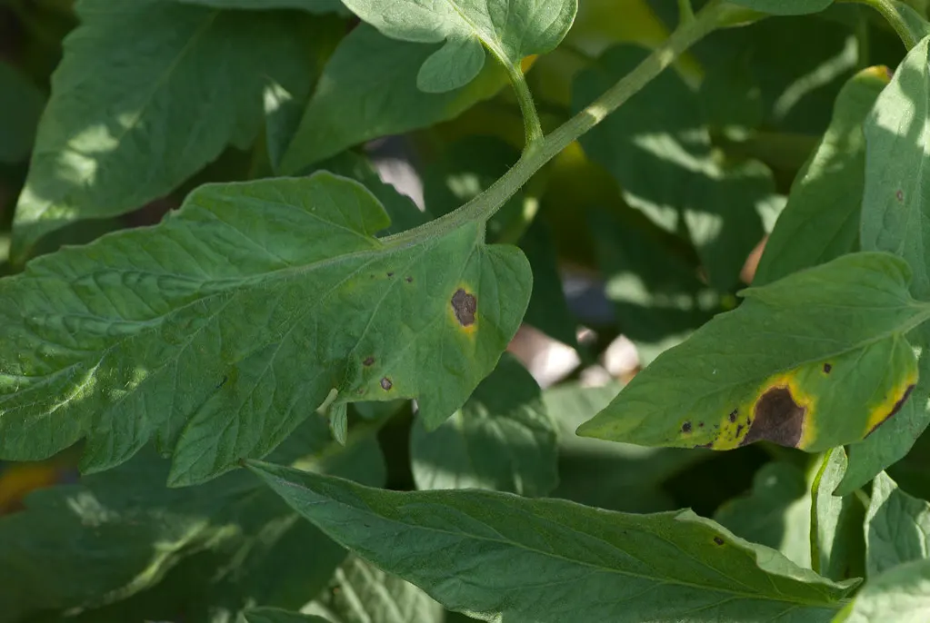 Tomato leaves with brown early blight lesions ringed in yellow