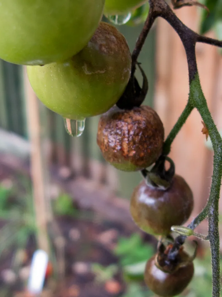 Cherry tomatoes turning brown and rotting on the truss