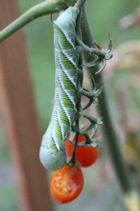 Tomato Hornworm