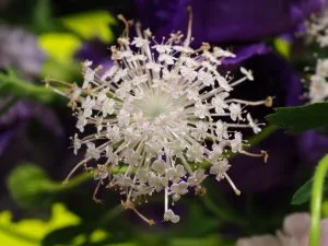 How to Grow Trachymene (Blue Lace Flower)
