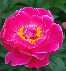 How to Grow Tree Peony