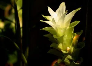 How to Grow Turmeric
