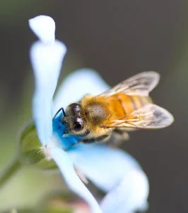 How to Grow Tweedia (Blue Star Flower)