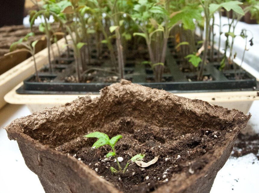 Vegetables growing in a container