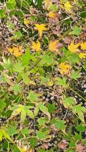 Verticillium Wilt
