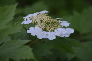 How to Grow Viburnum