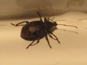 Vine Weevil