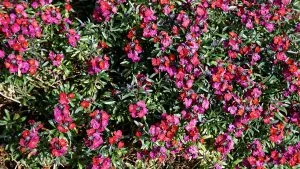 How to Grow Wallflowers (Erysimum)