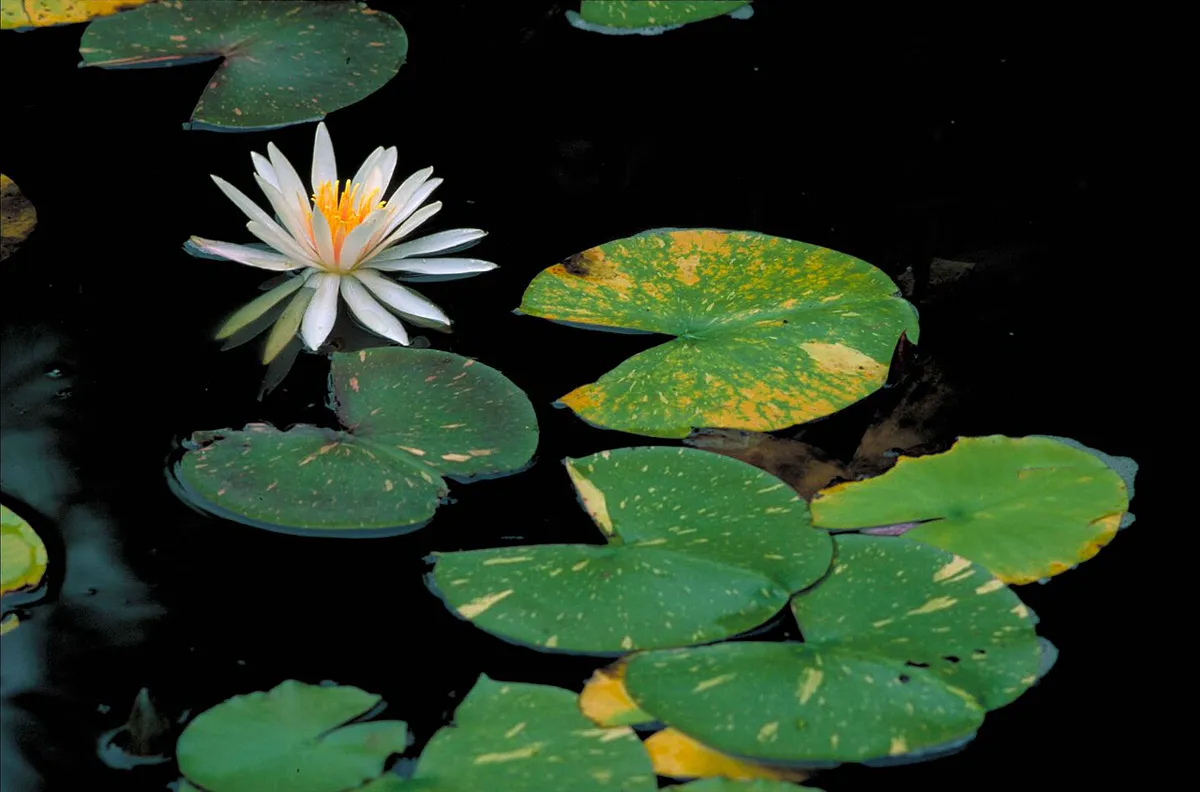 White fragrant water lily (Nymphaea odorata).