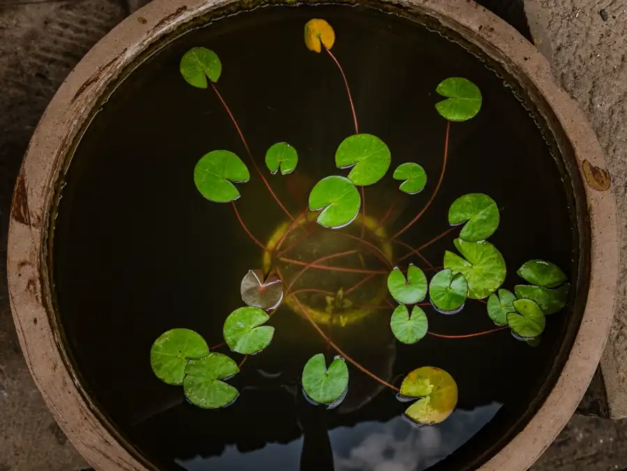 Water lily pads rising from a planted basket in a container pond.
