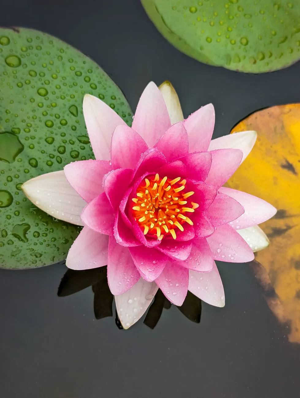 Bright pink water lily floating in a pond with dewy leaves.