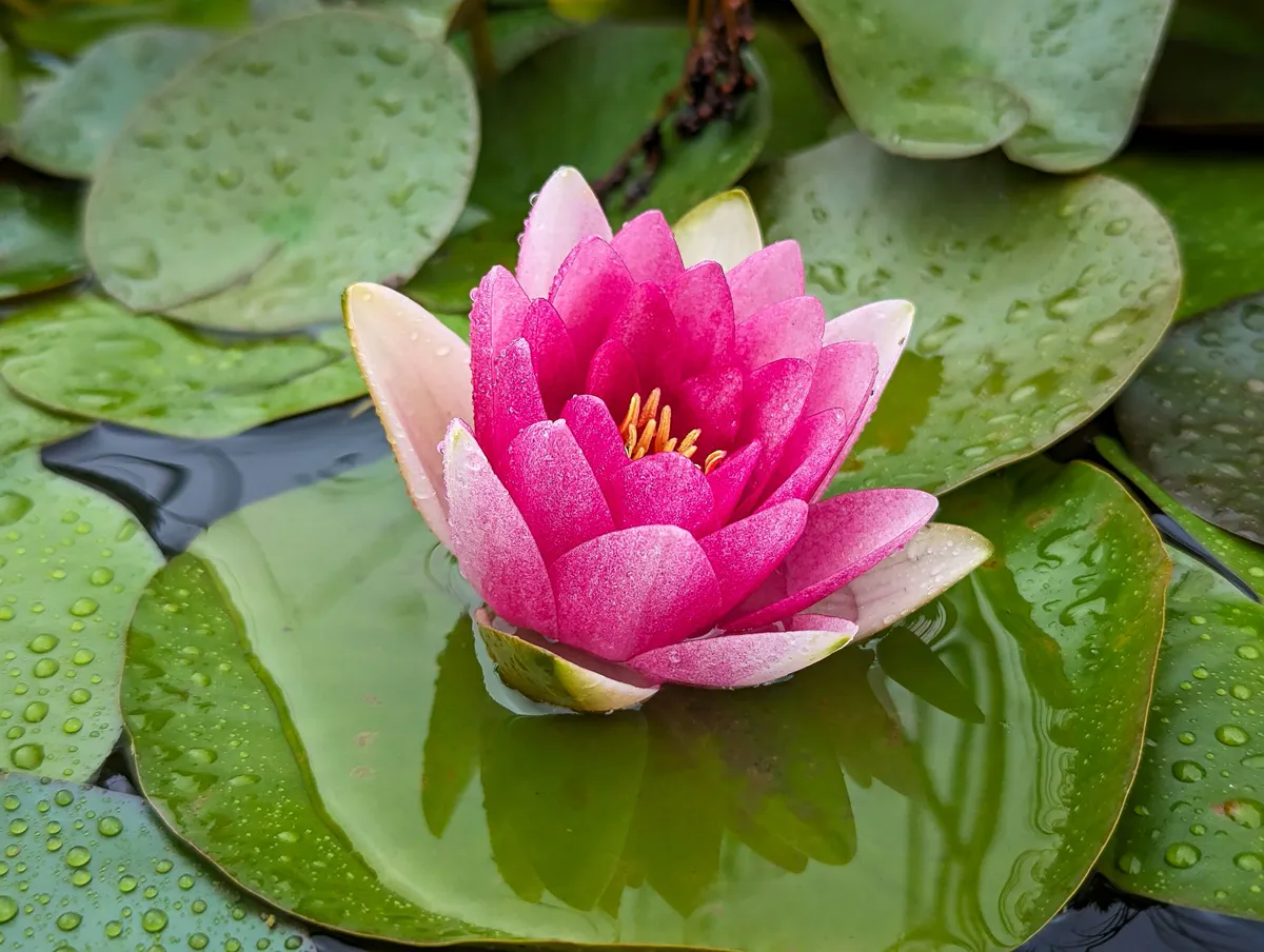 Close-up of a pink water lily after rain, surrounded by green lilypads.