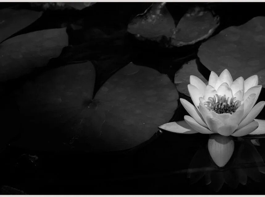 How to grow water lilies — water lily flower floating on a pond