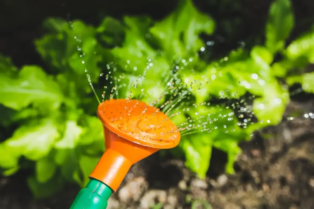 Watering & Feeding — Gardening Guider