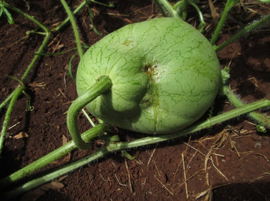 How to Grow Watermelon (Sweet, Juicy Summer Fruit)