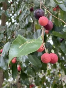 Weeping Fig (Ficus Benjamina) Care: Stop the Leaf Drop