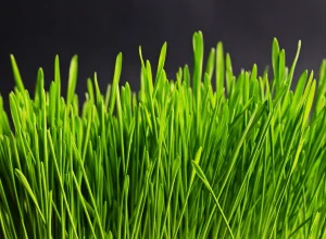 How to Grow Wheatgrass