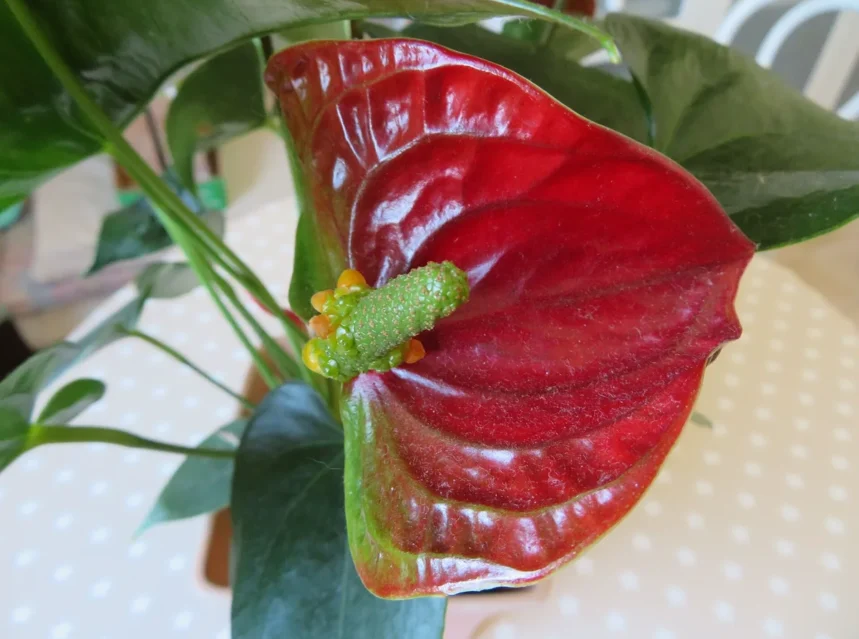 Why are my anthurium flowers turning green — anthurium bloom with a green spadix and an ageing dark red spathe