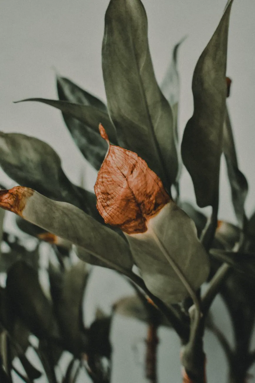 Why Are My Plant Leaves Turning Brown — Detailed photograph of a tropical leaf showing signs.