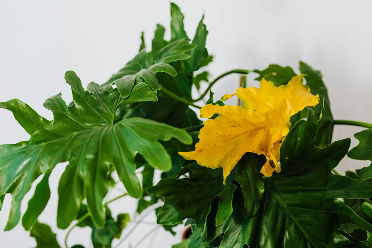 Why Are My Plant Leaves Turning Yellow — close-up of tropical philodendron plant.