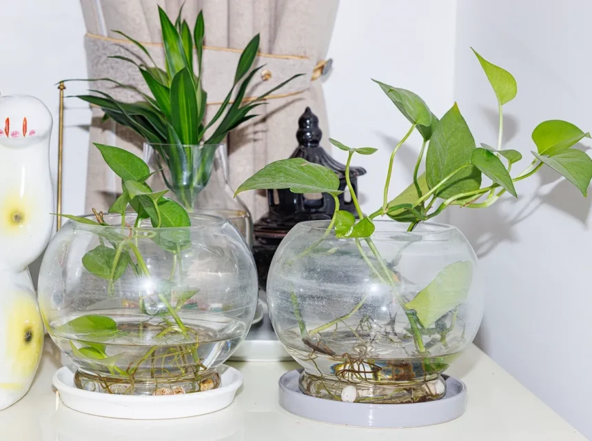 Why are my pothos leaves small — pothos cuttings with small young leaves rooting in glass water vases indoors
