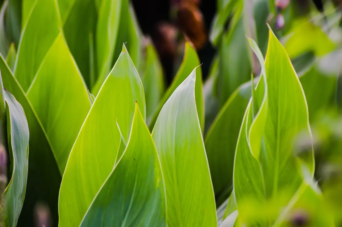 Why Is My Canna Not Flowering? Causes and How to Fix It