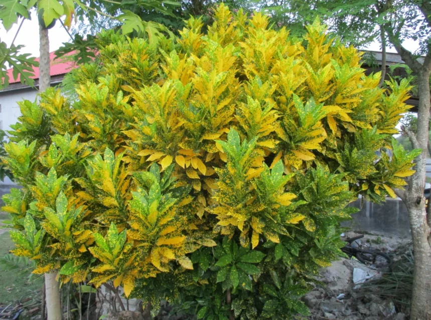 Why is my croton not growing — well-grown garden croton shrub covered in gold-speckled yellow and green leaves